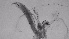 ( - ZOOPS_0747)  @11 [ ] BY-NC-ND (2019) Joe Connolly Cornell University