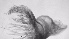  ( - ZOOPS_0758)  @11 [ ] BY-NC-ND (2019) Joe Connolly Cornell University