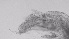  ( - ZOOPS_0758)  @11 [ ] BY-NC-ND (2019) Joe Connolly Cornell University