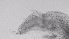  ( - ZOOPS_0758)  @11 [ ] BY-NC-ND (2019) Joe Connolly Cornell University