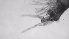  ( - ZOOPS_0758)  @11 [ ] BY-NC-ND (2019) Joe Connolly Cornell University