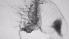  ( - ZOOPS_0760)  @11 [ ] BY-NC-ND (2019) Joe Connolly Cornell University