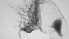  ( - ZOOPS_0760)  @11 [ ] BY-NC-ND (2019) Joe Connolly Cornell University