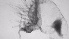  ( - ZOOPS_0760)  @11 [ ] BY-NC-ND (2019) Joe Connolly Cornell University