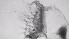  ( - ZOOPS_0760)  @11 [ ] BY-NC-ND (2019) Joe Connolly Cornell University