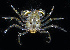  ( - BIOUG01218 B08 Megalops)  @11 [ ] Copyright (2014) Peter J. Bryant University of California, Irvine