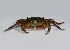  ( - BIOUG01218 C11 Pachygrapsus)  @11 [ ] Copyright (2014) Candace Leuthold University of California, Irvine