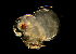  ( - BIOUG01218 E08 Cladoceran)  @11 [ ] Copyright (2014) Peter J. Bryant University of California, Irvine