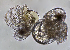  ( - BIOUG01218 E11 Cladoceran)  @11 [ ] Copyright (2014) Peter J. Bryant University of California, Irvine