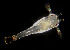  ( - BIOUG01226-B05)  @11 [ ] CreativeCommons - Attribution Non-Commercial Share-Alike (2015) Peter Bryant University of California