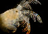  ( - CCDB-19281 B07)  @11 [ ] Unspecified (default): All Rights Reserved (2020) Peter J. Bryant University of California, Irvine