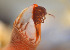  ( - BIOUG19282-B11)  @11 [ ] CreativeCommons - Attribution Non-Commercial Share-Alike (2015) Peter Bryant University of California, Developmental Biology Center