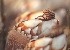  ( - BIOUG19282-B12)  @11 [ ] CreativeCommons - Attribution Non-Commercial Share-Alike (2015) Peter Bryant University of California, Developmental Biology Center