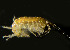  ( - BIOUG19282-C03)  @11 [ ] CreativeCommons - Attribution Non-Commercial Share-Alike (2015) Peter Bryant University of California, Developmental Biology Center