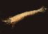  ( - BIOUG19282-C08)  @11 [ ] CreativeCommons - Attribution Non-Commercial Share-Alike (2015) Peter Bryant University of California, Developmental Biology Center