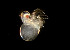  ( - BIOUG19282-F01)  @11 [ ] CreativeCommons - Attribution Non-Commercial Share-Alike (2015) Peter Bryant University of California, Developmental Biology Center