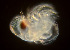  ( - BIOUG19282-H03)  @11 [ ] CreativeCommons - Attribution Non-Commercial Share-Alike (2015) Peter Bryant University of California, Developmental Biology Center