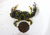  (Eriphia granulosa - BIOUG19287 D10)  @11 [ ] Unspecified (default): All Rights Reserved (2020) Peter J. Bryant University of California, Irvine