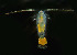  ( - CCDB 24625 A04)  @11 [ ] Unspecified (default): All Rights Reserved (2017) Peter J. Bryant University of California, Irvine