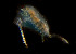 ( - CCDB 24625 A06)  @11 [ ] Unspecified (default): All Rights Reserved (2017) Peter J. Bryant University of California, Irvine