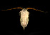  ( - CCDB 24625 E08)  @11 [ ] Unspecified (default): All Rights Reserved (2017) Peter J. Bryant University of California, Irvine