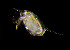  ( - CCDB-25430 E06)  @11 [ ] Unspecified (default): All Rights Reserved (2017) Peter J. Bryant University of California, Irvine