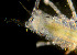 (Ianiropsis epilittoralis - CCDB-32335 H05)  @11 [ ] Unspecified (default): All Rights Reserved (2020) Peter J. Bryant University of California, Irvine