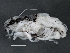  ( - BIOUG01207-G07)  @11 [ ] CreativeCommons - Attribution (2013) CBG Photography Group Centre for Biodiversity Genomics