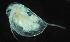  (Daphnia exilis - ZMXII-205)  @14 [ ] Unspecified (default): All Rights Reserved  Unspecified Unspecified