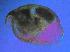  (Pleuroxus cf. varidentatus - ZMXII-493)  @13 [ ] Unspecified (default): All Rights Reserved  Unspecified Unspecified