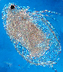  ( - HE-183)  @12 [ ] CreativeCommons - Attribution Non-Commercial Share-Alike (2013) Anna Zapata El Colegio de la Frontera Sur