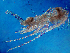  (Leptodiaptomus cuauhtemoci - HE-356)  @13 [ ] CreativeCommons - Attribution Non-Commercial Share-Alike (2013) Anna Zapata El Colegio de la Frontera Sur