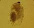 ( - ZMXII-720)  @12 [ ] Unspecified (default): All Rights Reserved  Arely Martinez-Arce Unspecified