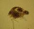  (Dunhevedia crassa - ZMXII-725)  @13 [ ] Unspecified (default): All Rights Reserved  Arely Martinez-Arce Unspecified