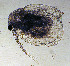  ( - ZMXII-580)  @13 [ ] CreativeCommons - Attribution Non-Commercial (2007) Manuel Elias Gutierrez Unspecified