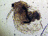  ( - ZMXII-602)  @14 [ ] CreativeCommons - Attribution Non-Commercial (2007) Manuel Elias Gutierrez Unspecified