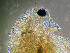  (Daphnia cf. pulex sp. 2 NA - ZMXII-97)  @13 [ ] CreativeCommons - Attribution Non-Commercial (2007) Manuel Elias Gutierrez Unspecified