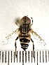  (Eristalinus laetus - MIB:ZPL:08772)  @11 [ ] CreativeCommons - Attribution Share-Alike (2022) Unspecified University of Milano Bicocca