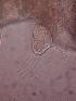  ( - ZPLMX98)  @12 [ ] Unspecified (default): All Rights Reserved  Unspecified Unspecified
