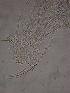  ( - ZPLMX95)  @13 [ ] Unspecified (default): All Rights Reserved  Unspecified Unspecified