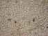  ( - ZPLMX184)  @12 [ ] Unspecified (default): All Rights Reserved  Unspecified Unspecified