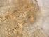  ( - ZPLMX68)  @12 [ ] Unspecified (default): All Rights Reserved  Unspecified Unspecified