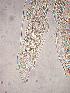  ( - ZPLMX264)  @12 [ ] Unspecified (default): All Rights Reserved  Unspecified Unspecified