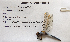  (Orthetrum nitidinerve - MIB:ZPL:08461)  @11 [ ] CreativeCommons - Attribution Share-Alike (2020) Unspecified Universita degli Studi di Milano Bicocca, Biotecnologie e Bioscienze