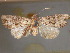  ( - BC ZSM Lep add 00021)  @11 [ ] CreativeCommons - Attribution Non-Commercial Share-Alike (2010) Unspecified SNSB, Zoologische Staatssammlung Muenchen