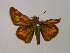  (Hylephila phyleus - BC ZSM Lep add 00033)  @12 [ ] CreativeCommons - Attribution Non-Commercial Share-Alike (2010) Unspecified SNSB, Zoologische Staatssammlung Muenchen