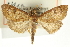  ( - CNCLEP00089085)  @11 [ ] CreativeCommons - Attribution Non-Commercial Share-Alike (2011) Jean-Francois Landry, CNC and Zhaofu Yang, BIO Canadian National Collections