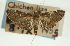  ( - CNCLEP00089283)  @11 [ ] CreativeCommons - Attribution Non-Commercial Share-Alike (2011) Jean-Francois Landry, CNC and Zhaofu Yang, BIO Canadian National Collections