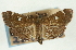  ( - CNCLEP00089291)  @11 [ ] CreativeCommons - Attribution Non-Commercial Share-Alike (2011) Jean-Francois Landry, CNC and Zhaofu Yang, BIO Canadian National Collections