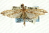  ( - CNCLEP00089404)  @11 [ ] CreativeCommons - Attribution Non-Commercial Share-Alike (2011) Jean-Francois Landry, CNC and Zhaofu Yang, BIO Canadian National Collections